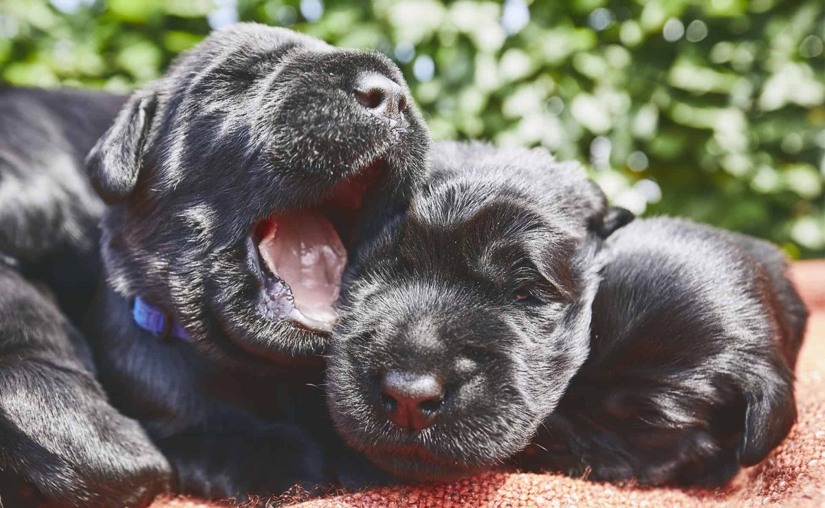 Новорожденные щенки миттельшнауцера