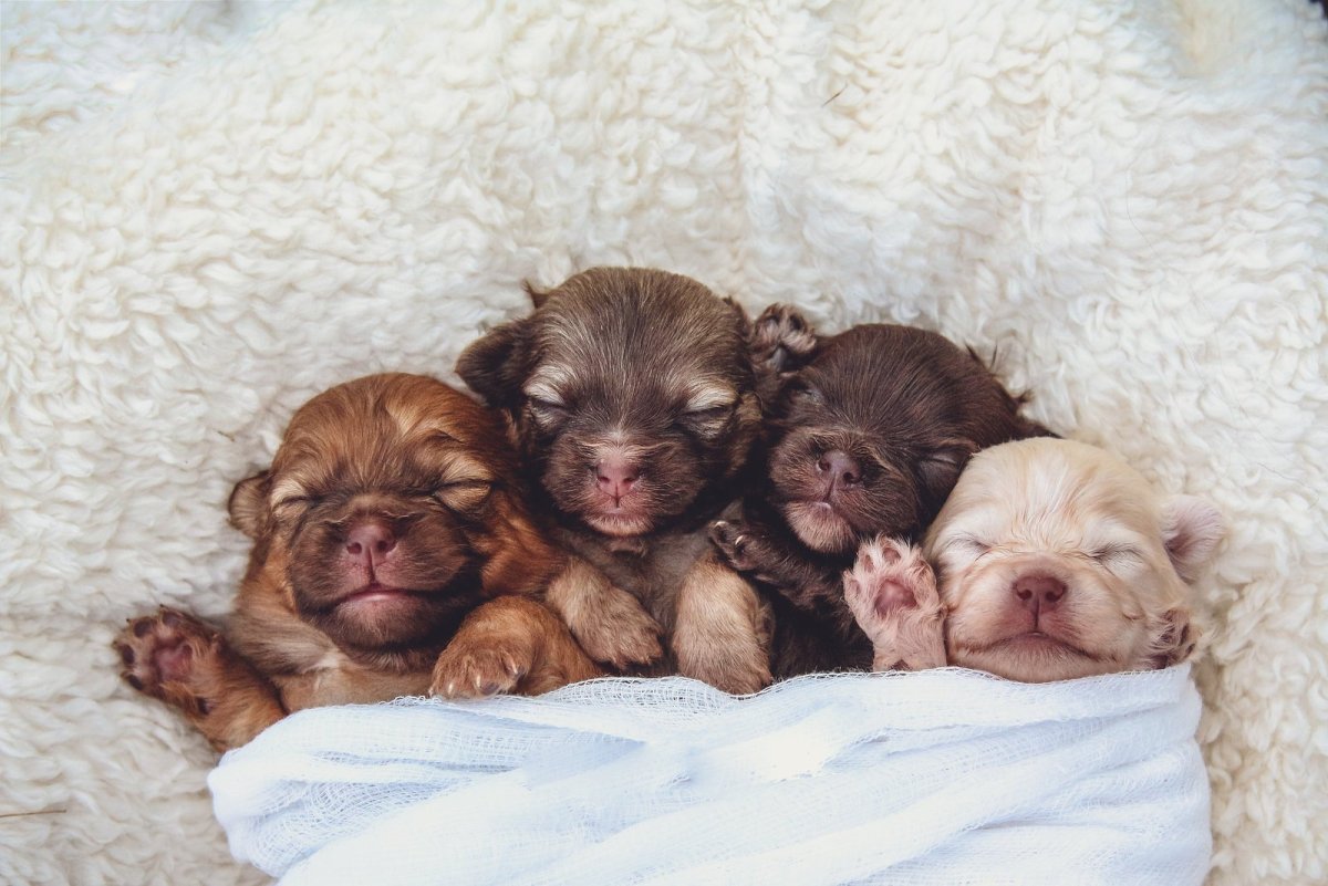Новорожденные щенки