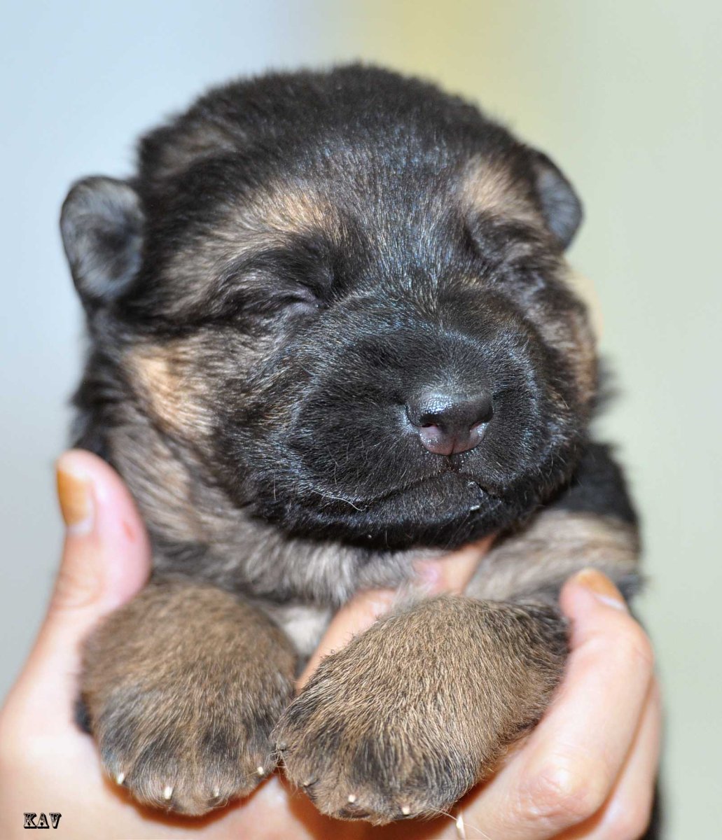 Новорожденные щенки немецкой овчарки зонарные