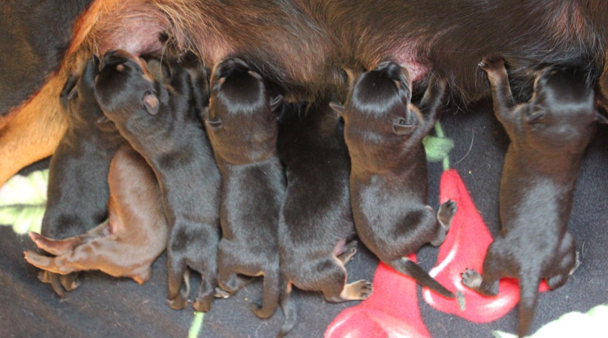 Щенок немецкой овчарки после купания