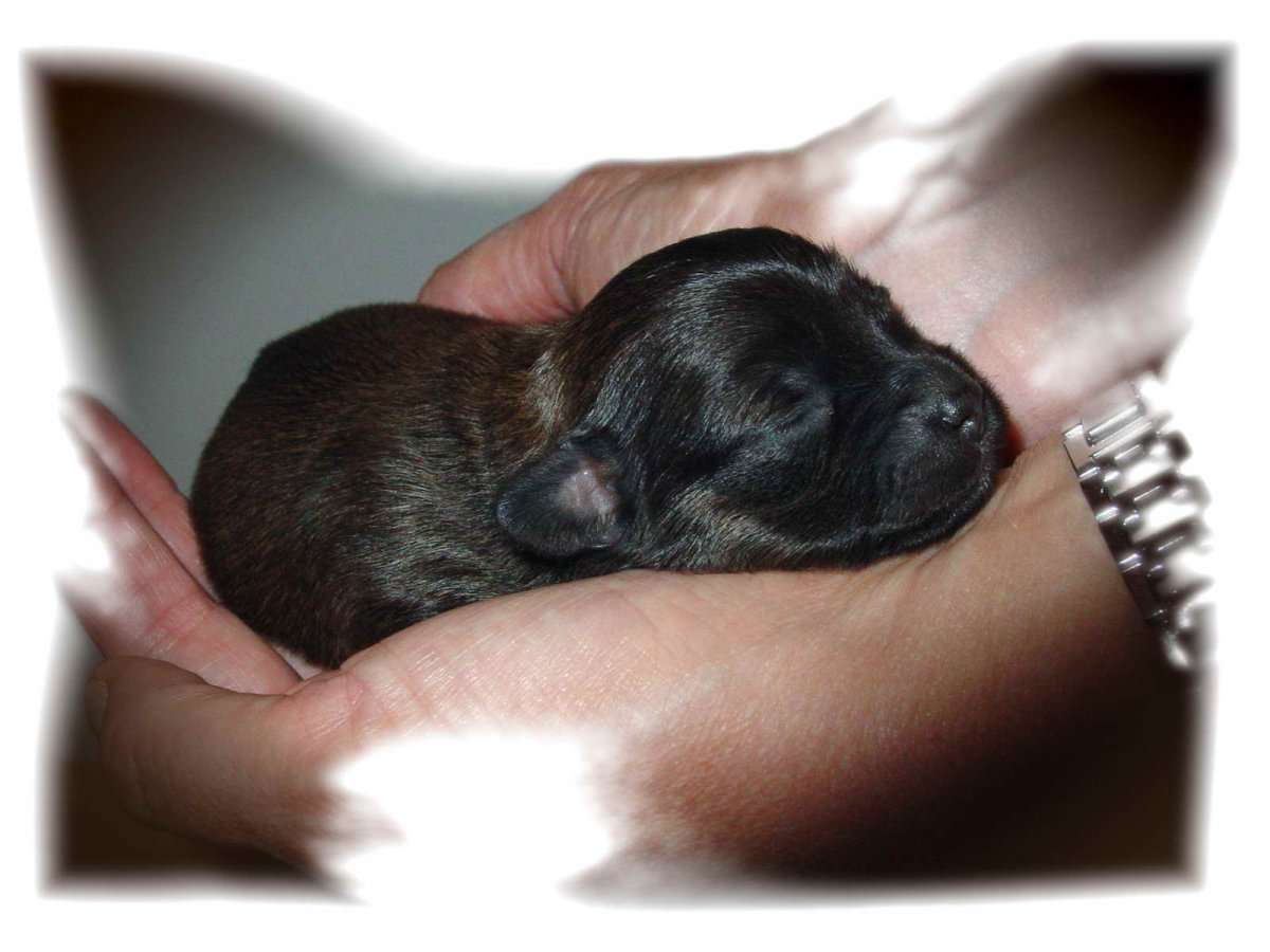 Новорожденные щенки дворняги