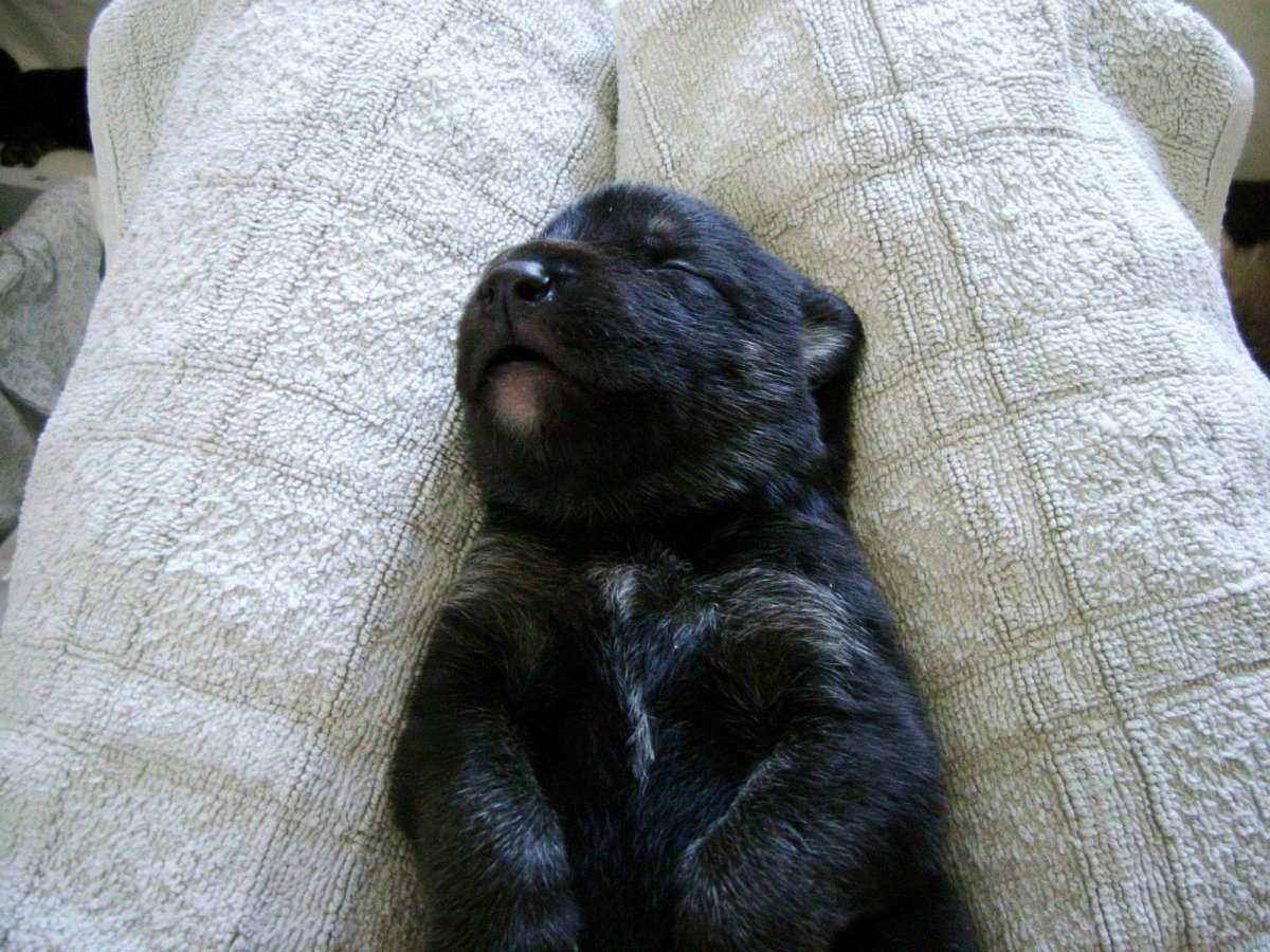 Новорожденные щенки овчарки