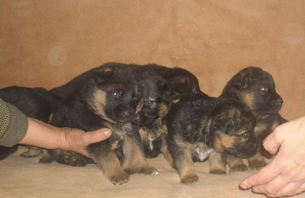 Новорожденные щенки немецкой овчарки