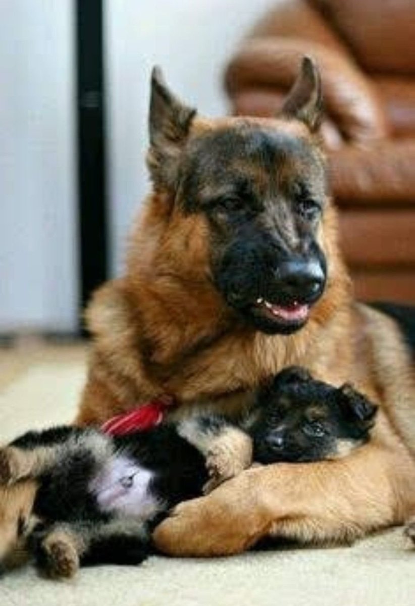 Щенки немецкой овчарки с мамой