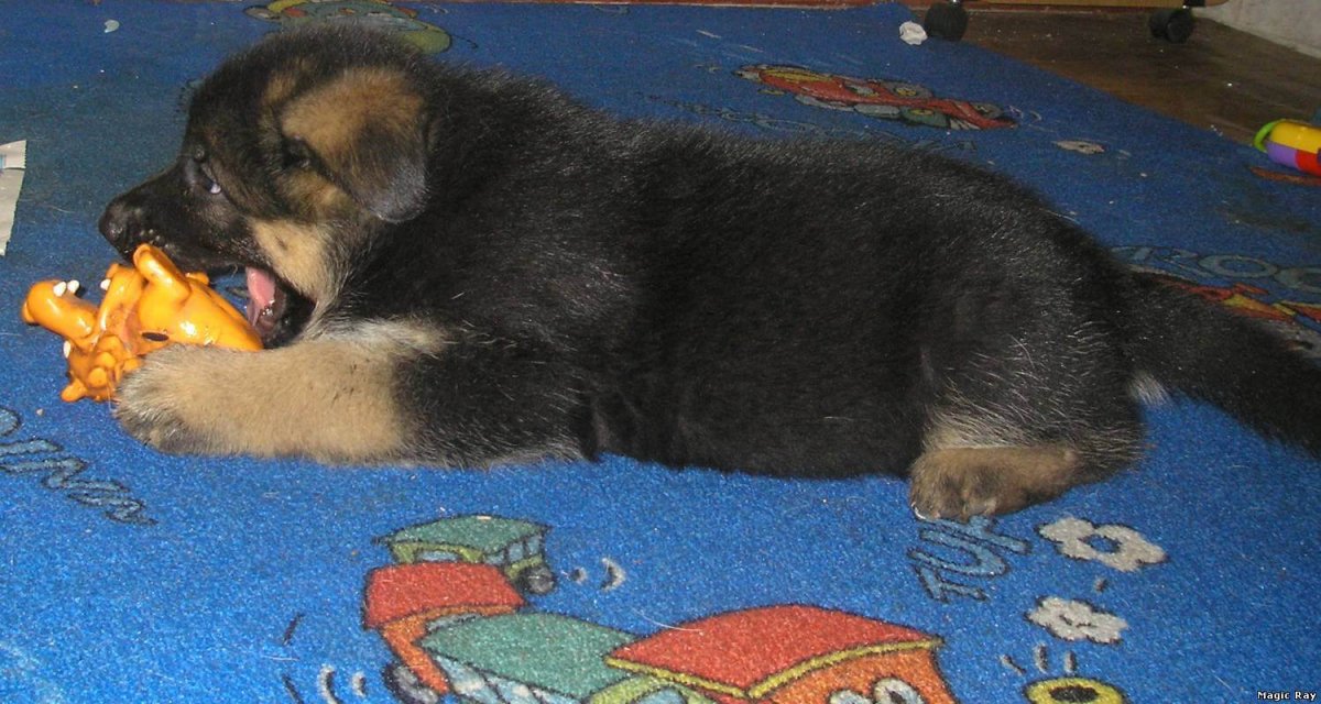 Щенков немецкой породы новорожденных