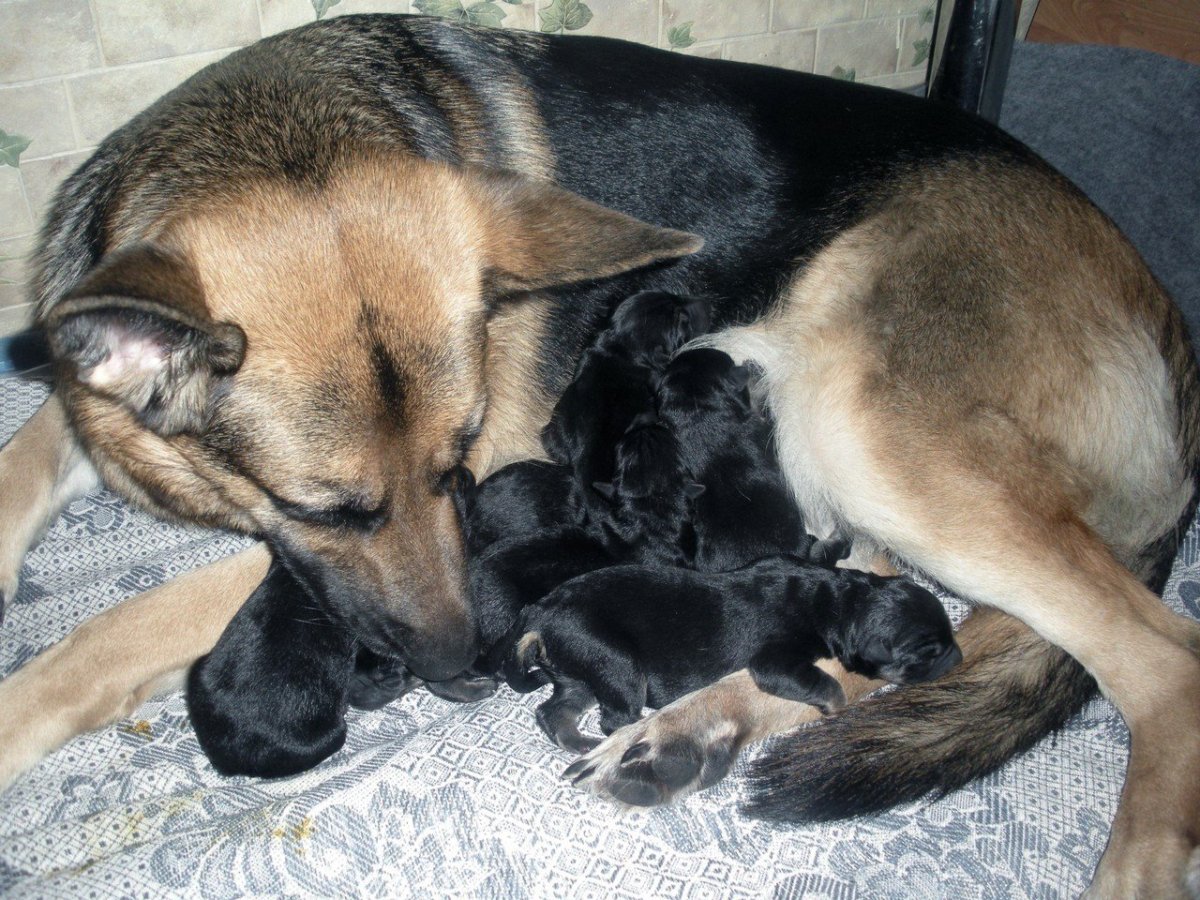 Щенки Восточно европейской овчарки Новорожденные