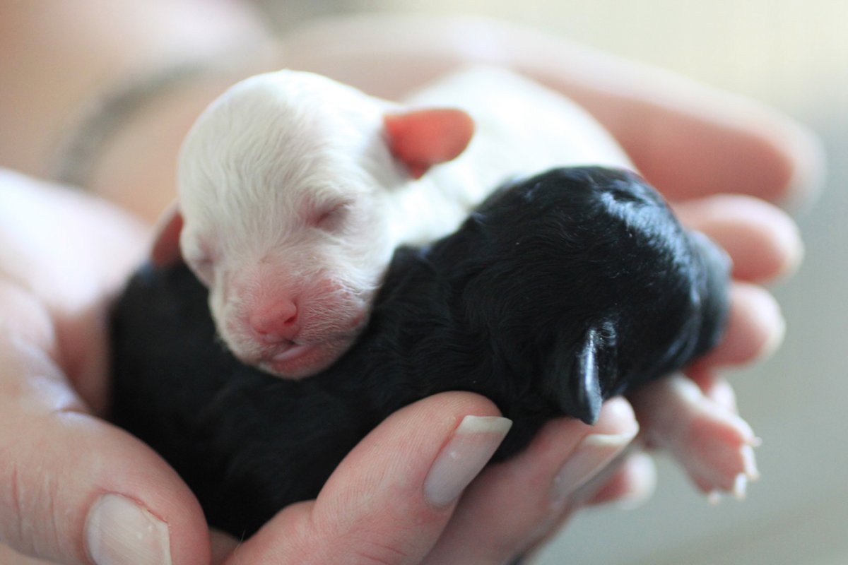 Новорожденные щенки той пуделя