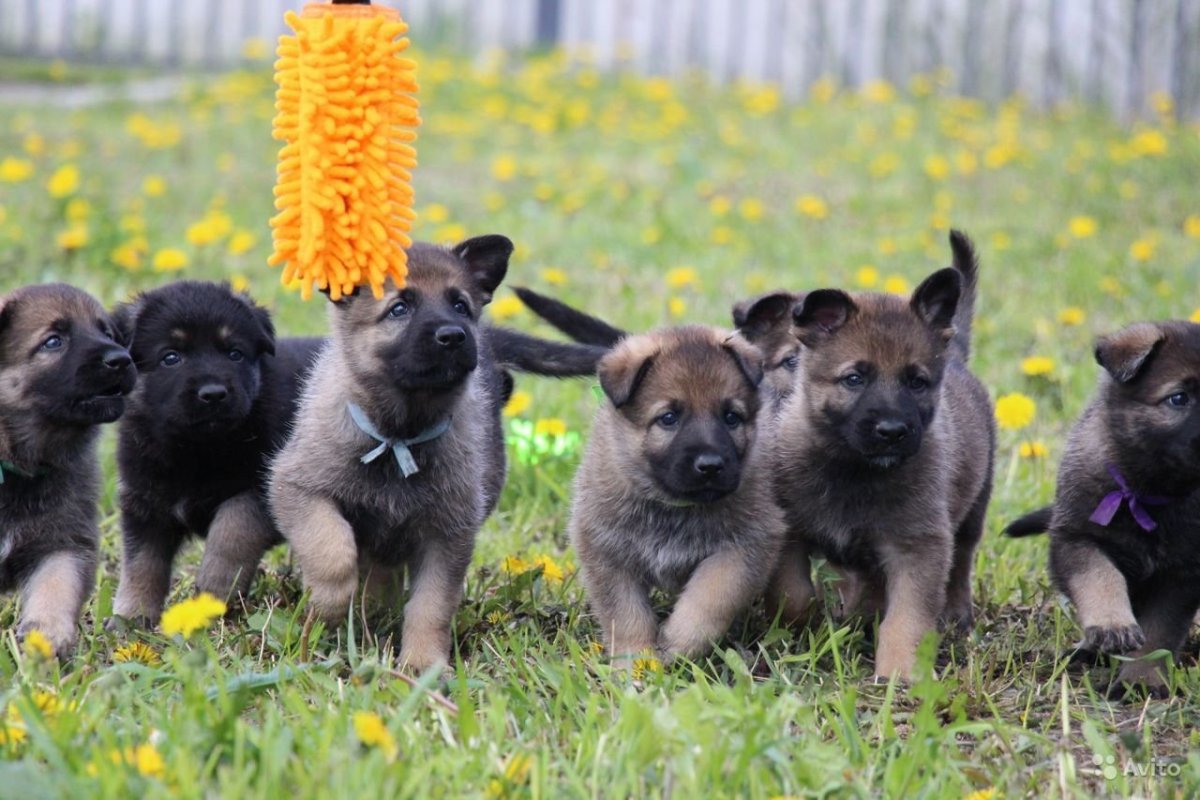 Девушка с овчаркой без лица