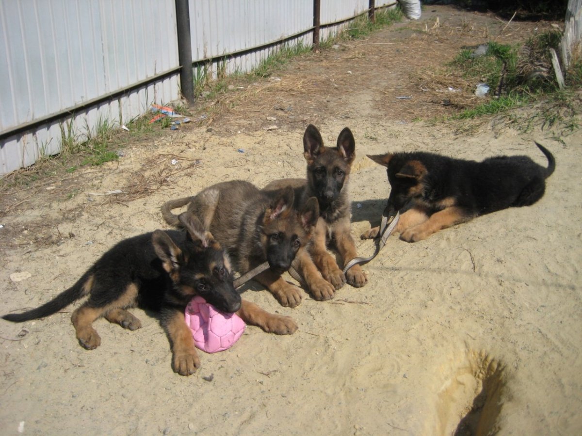 Немецкая овчарка 3 месяца зонарного окраса