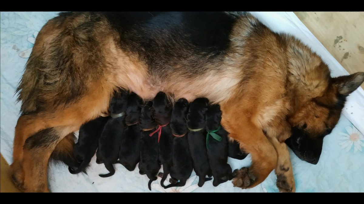 Щенки немецкой овчарки выводок