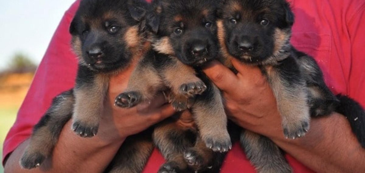 Щенки немецкой овчарки 2 недели
