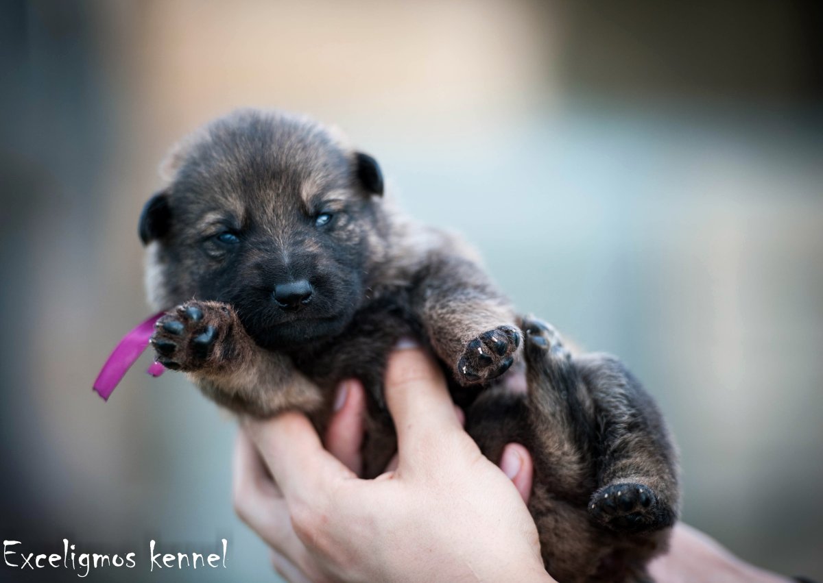 Новорожденные щенки овчарки