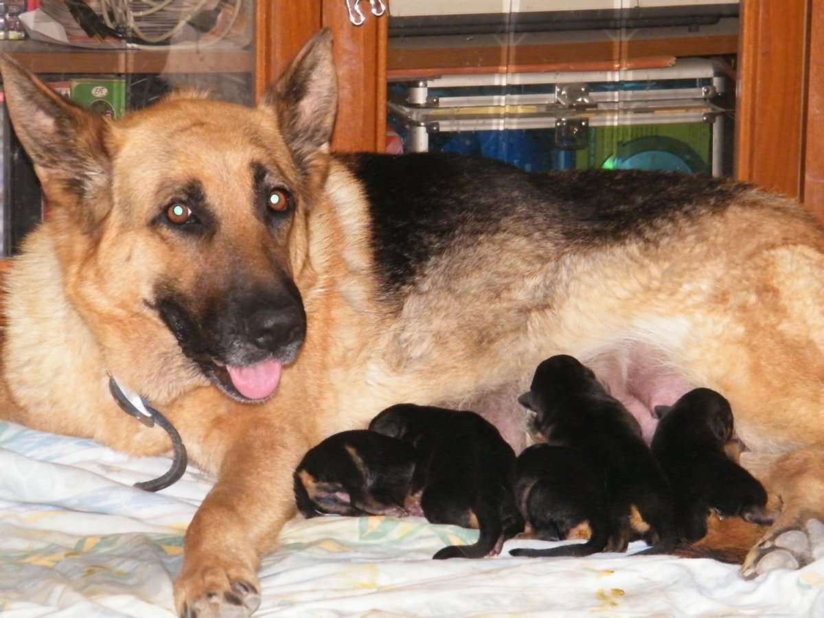 Новорожденные щенки немецкой овчарки