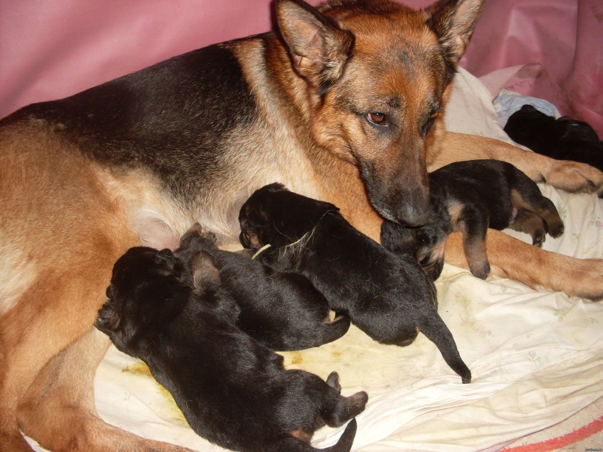 Щенки немецкой овчарки с мамой