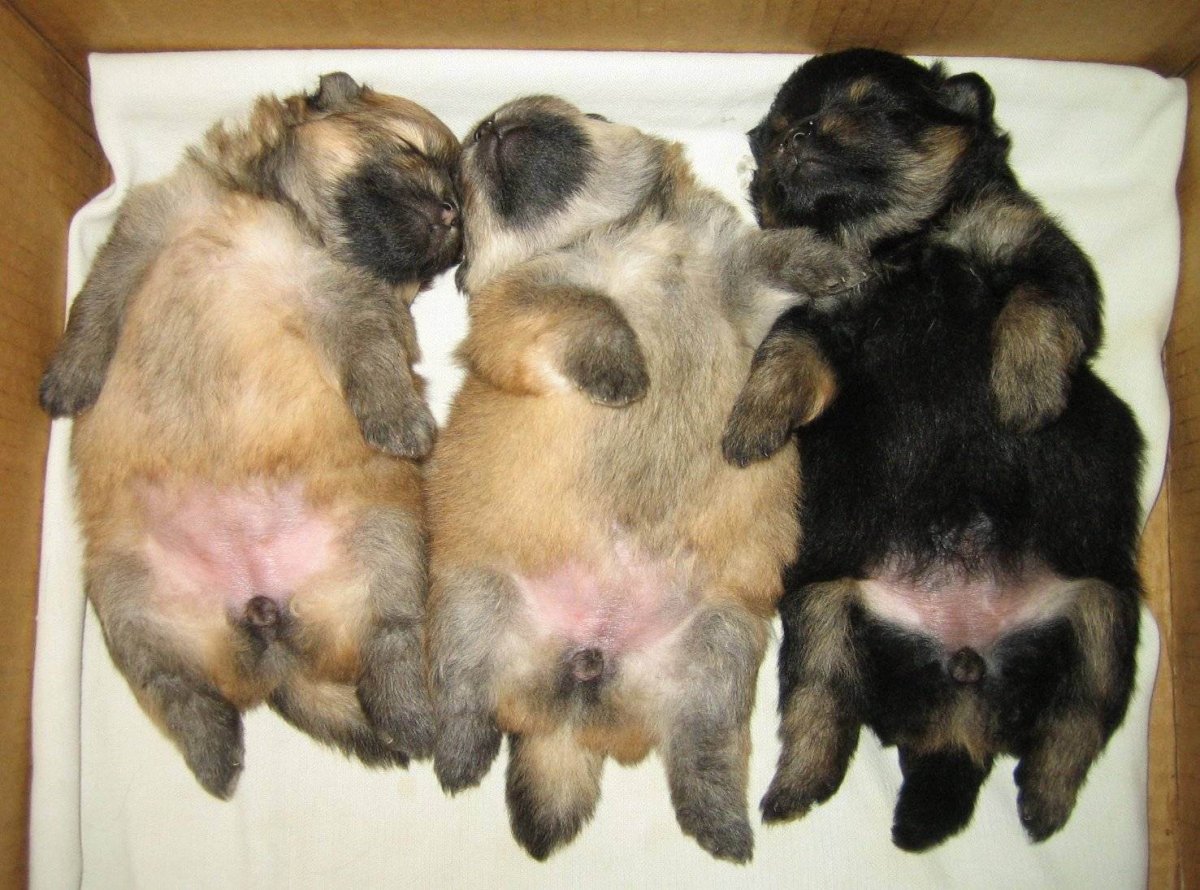 Пол щенка немецкой овчарки