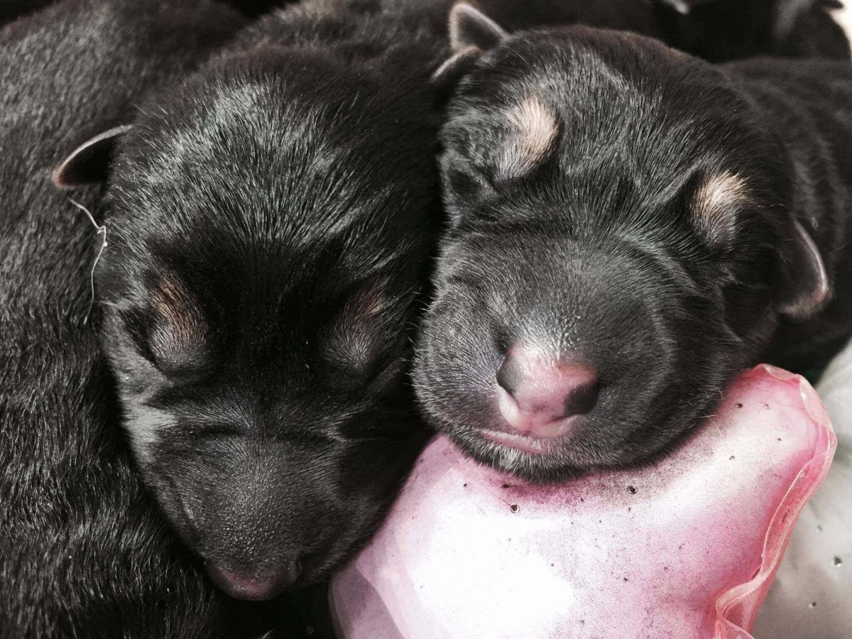 Дворовые Новорожденные щенки