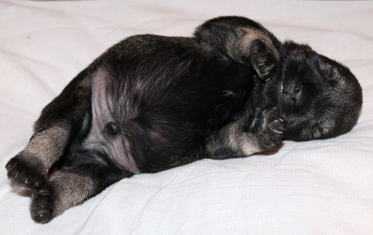 Цвергшнауцер щенок новорожденный