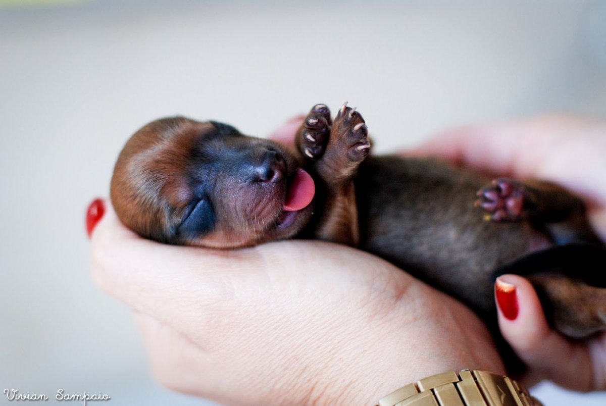 Новорождённых щенки таксы