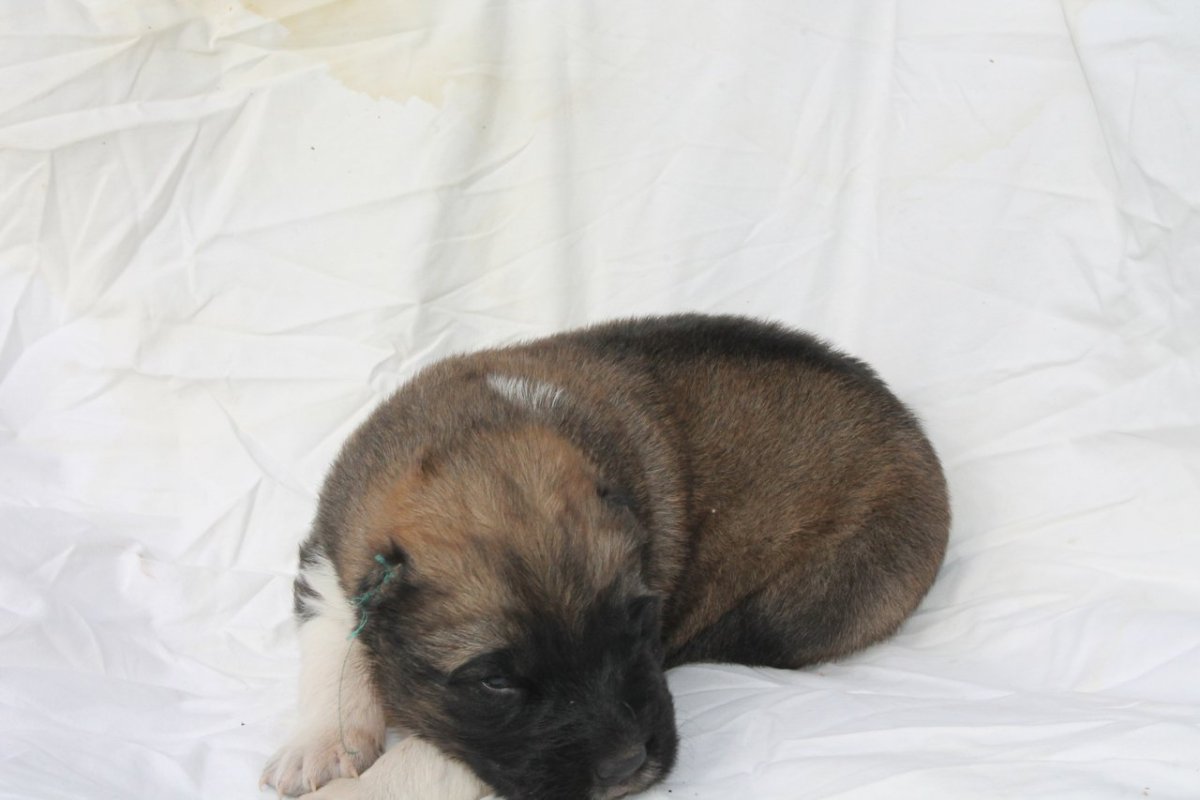 Новорожденных щенки кавказской овчарки