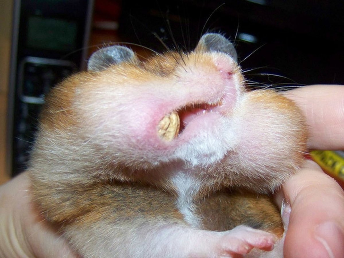 Хомяк набил щеки