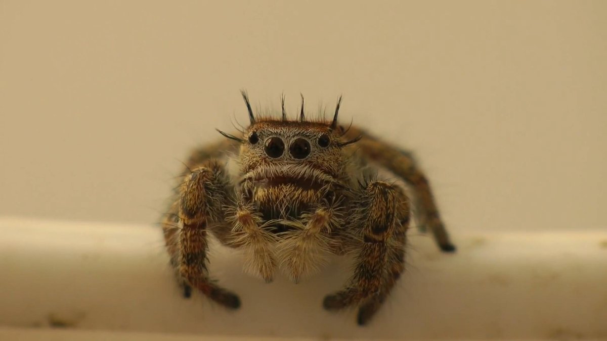 Паучок на паутине