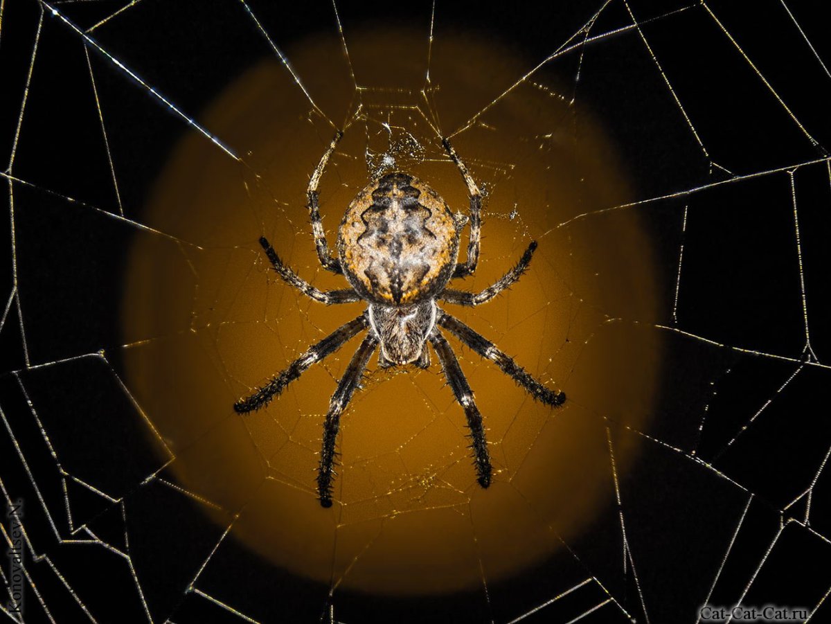 Мизгирь паук