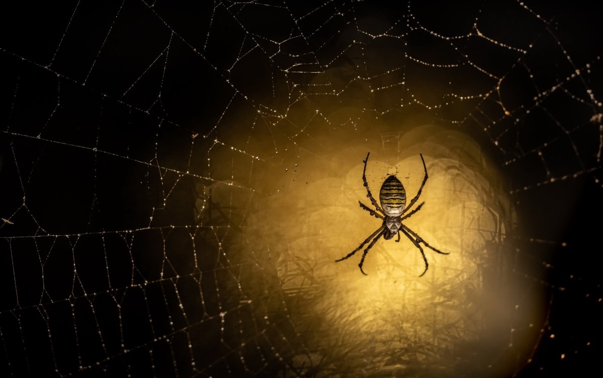 Паук крестовик садовый