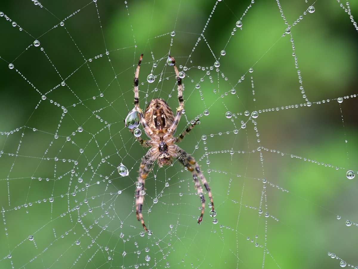 Мизгирь паутина