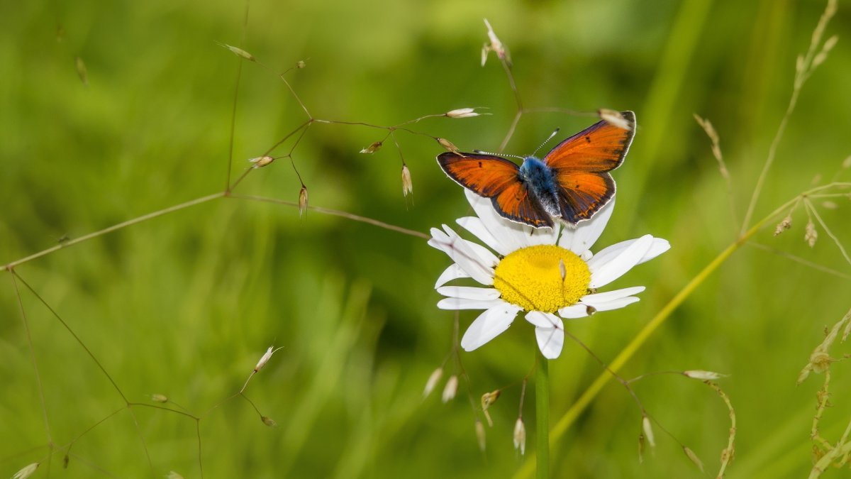Солнечная бабочка