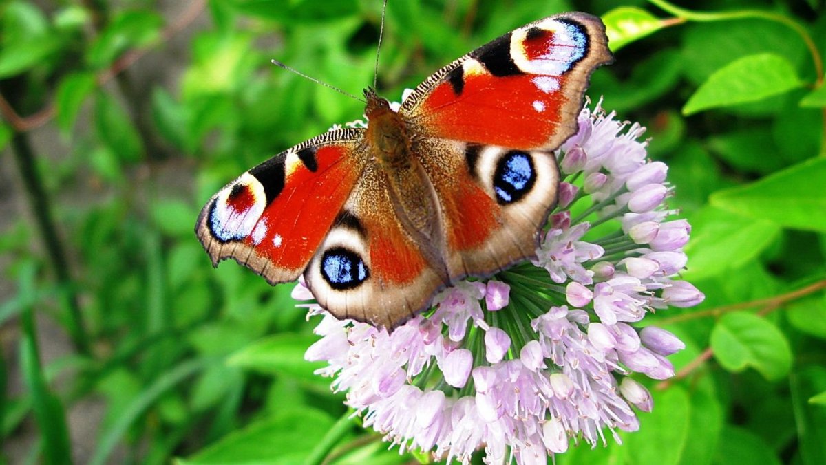 Бабочки в природе