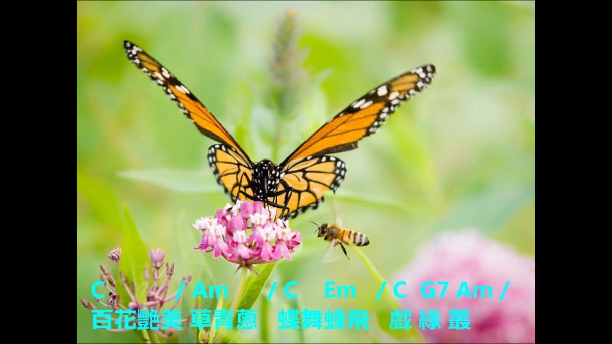 Луг с насекомыми