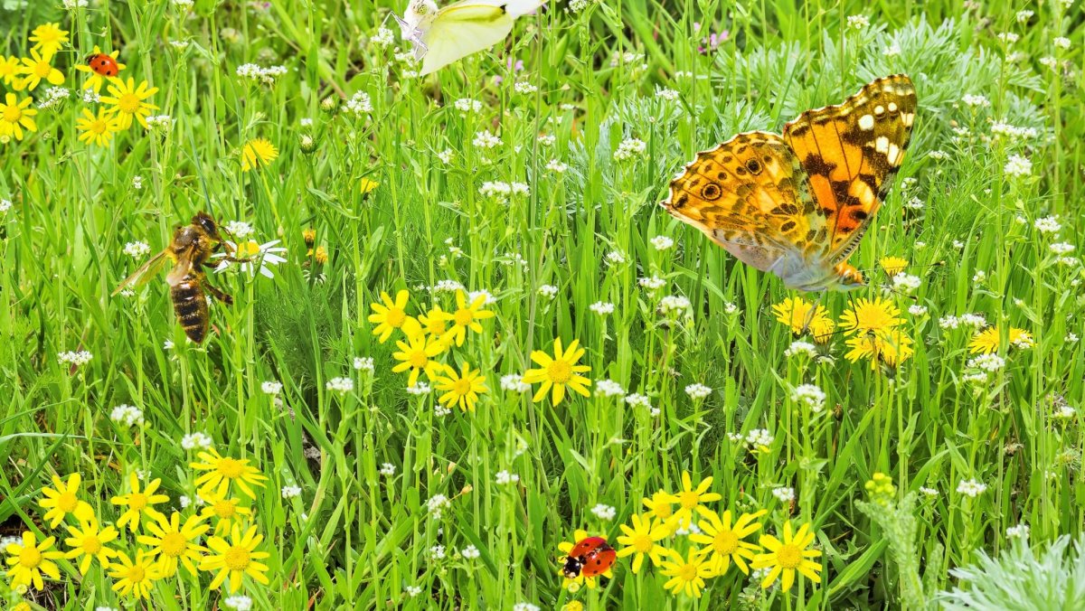 Бабочки Луга