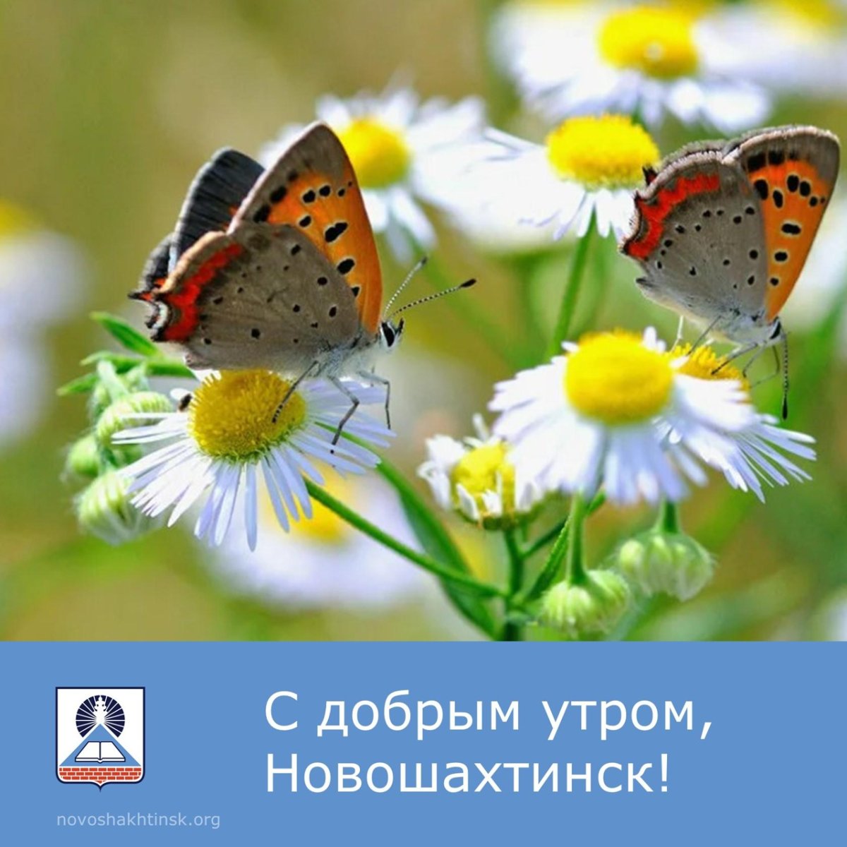 Майские Луга с цветами и бабочками