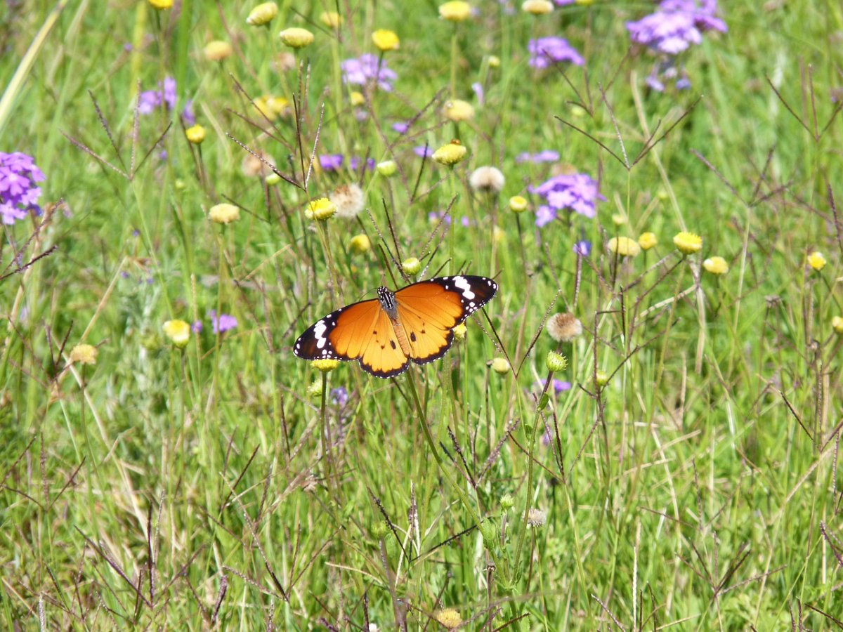 Порхающие бабочки на цветах