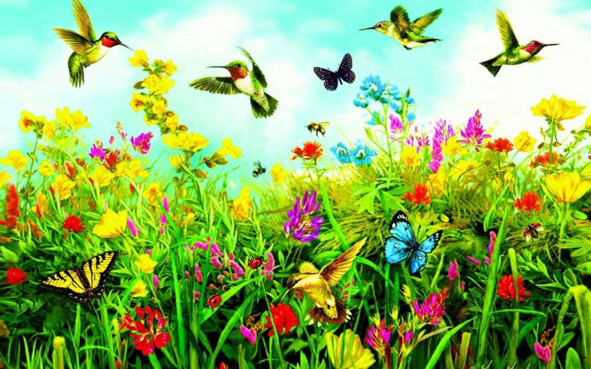 Лето цветы бабочки