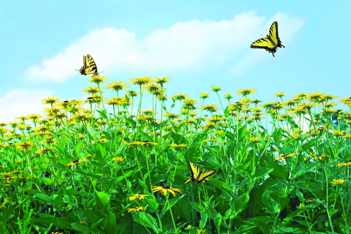 Бабочка и ромашки