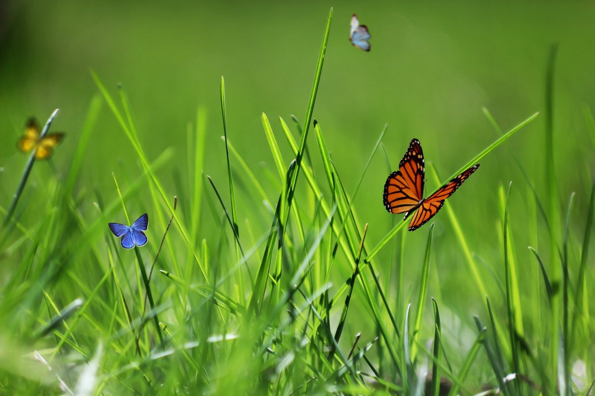 Голубянка Арион