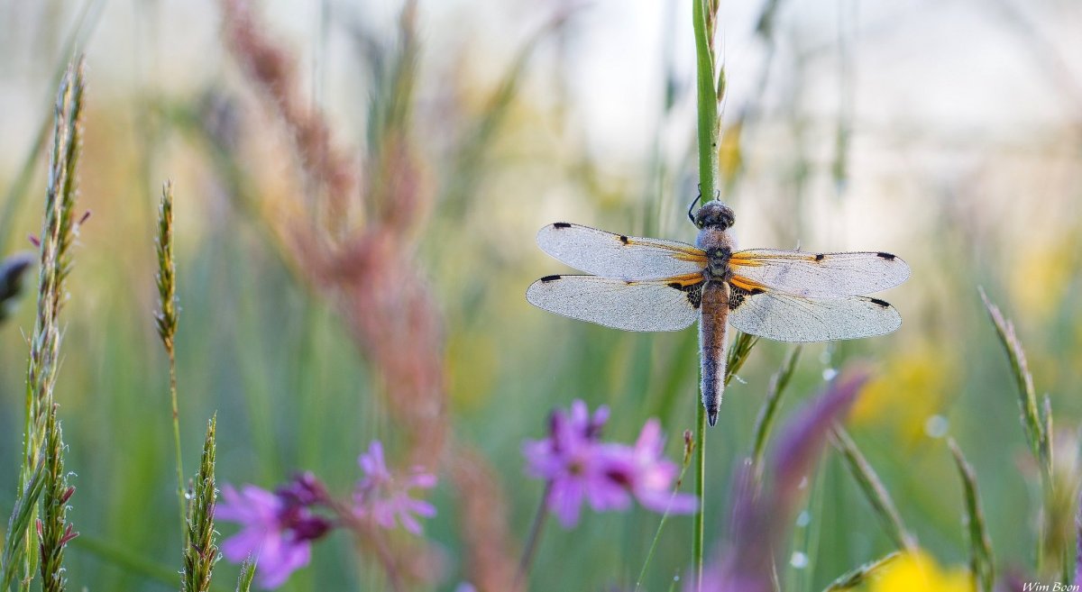 Насекомые на лужайке с цветами