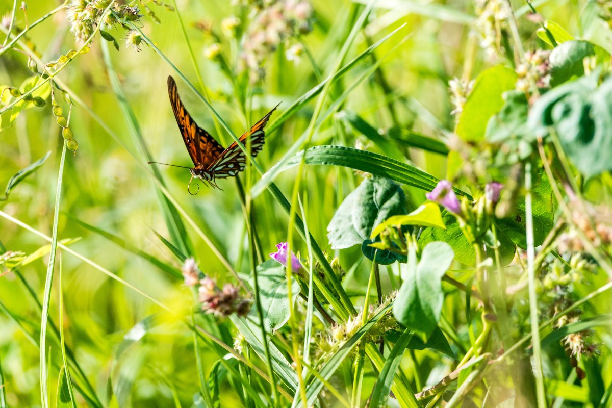 Насекомые степи