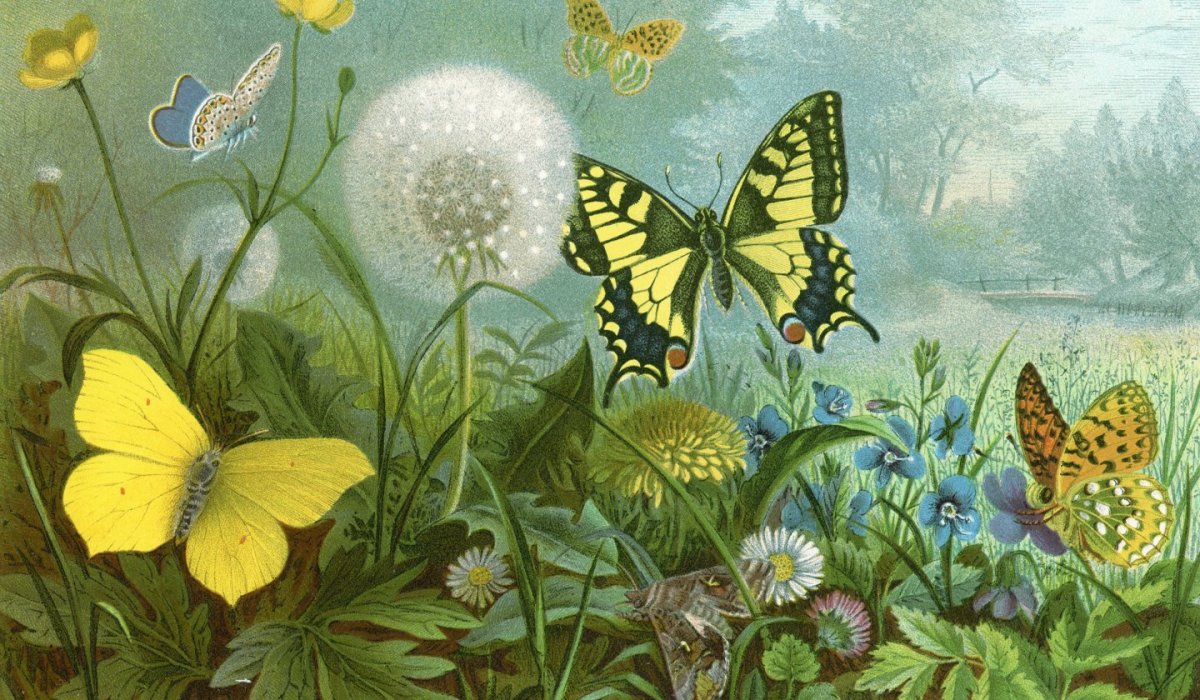 Поляна с цветами и бабочками