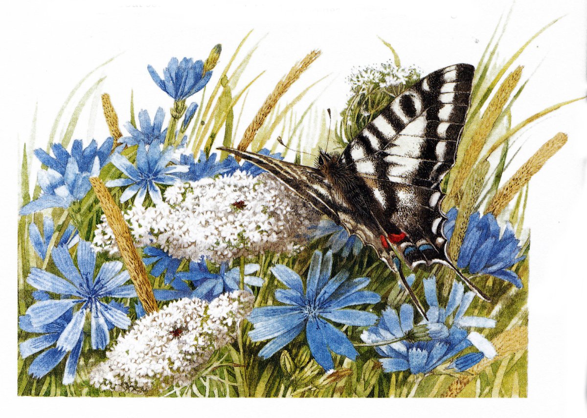 Лужайка с бабочками