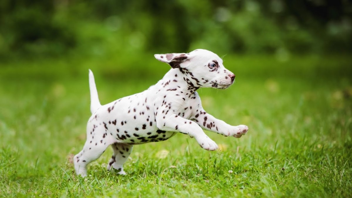 Далматинец бежит