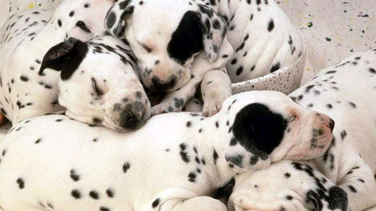 Картинки на заставку Лондон далматинец