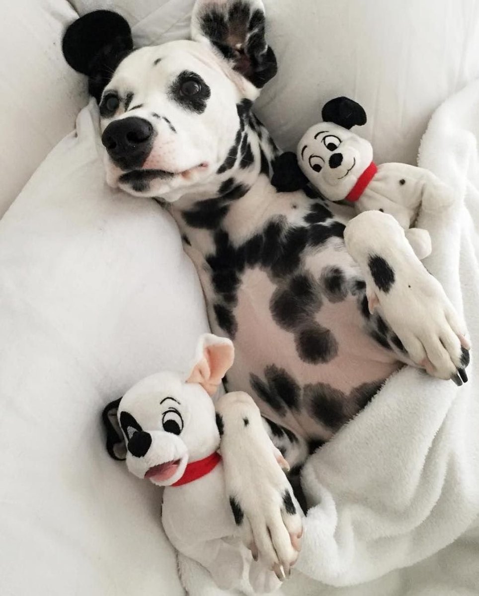 Далматин Эстетика