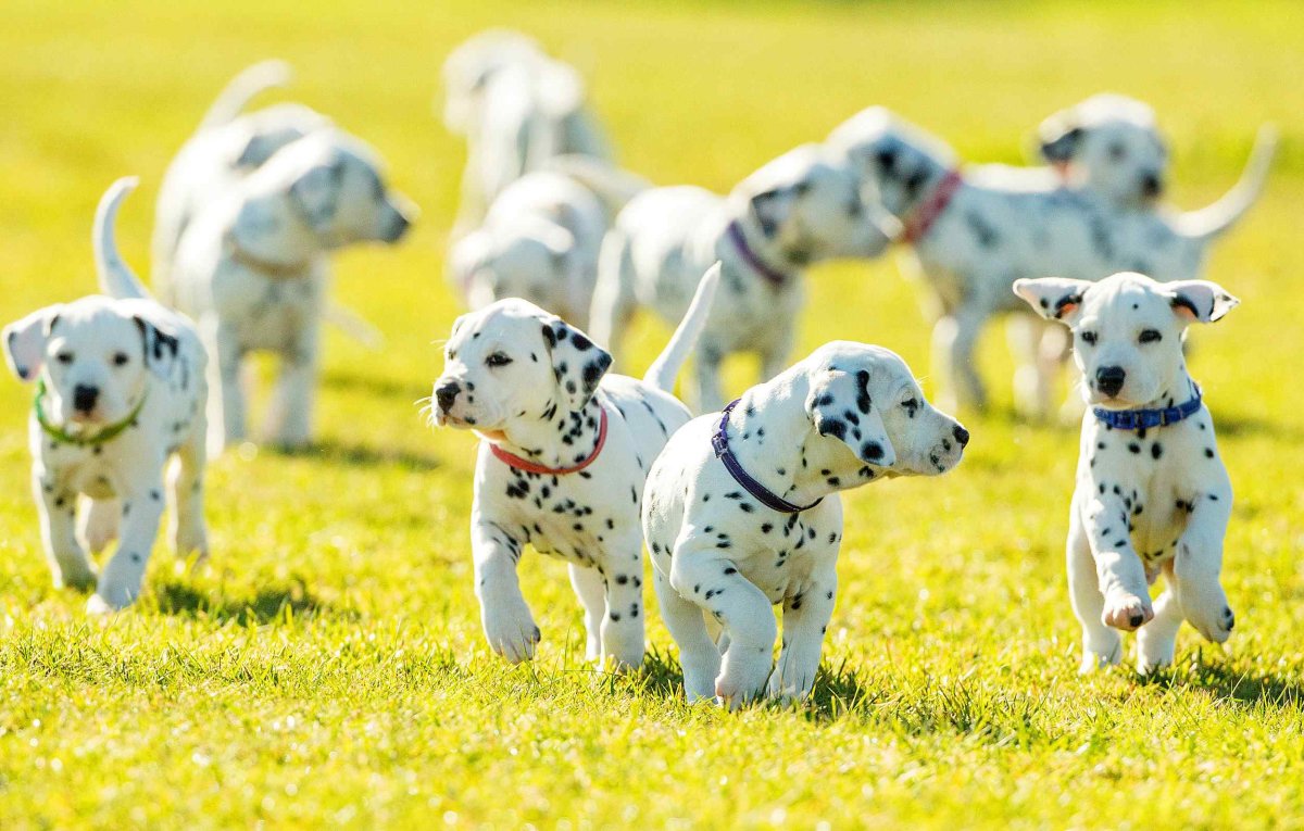 Щенки далматина много