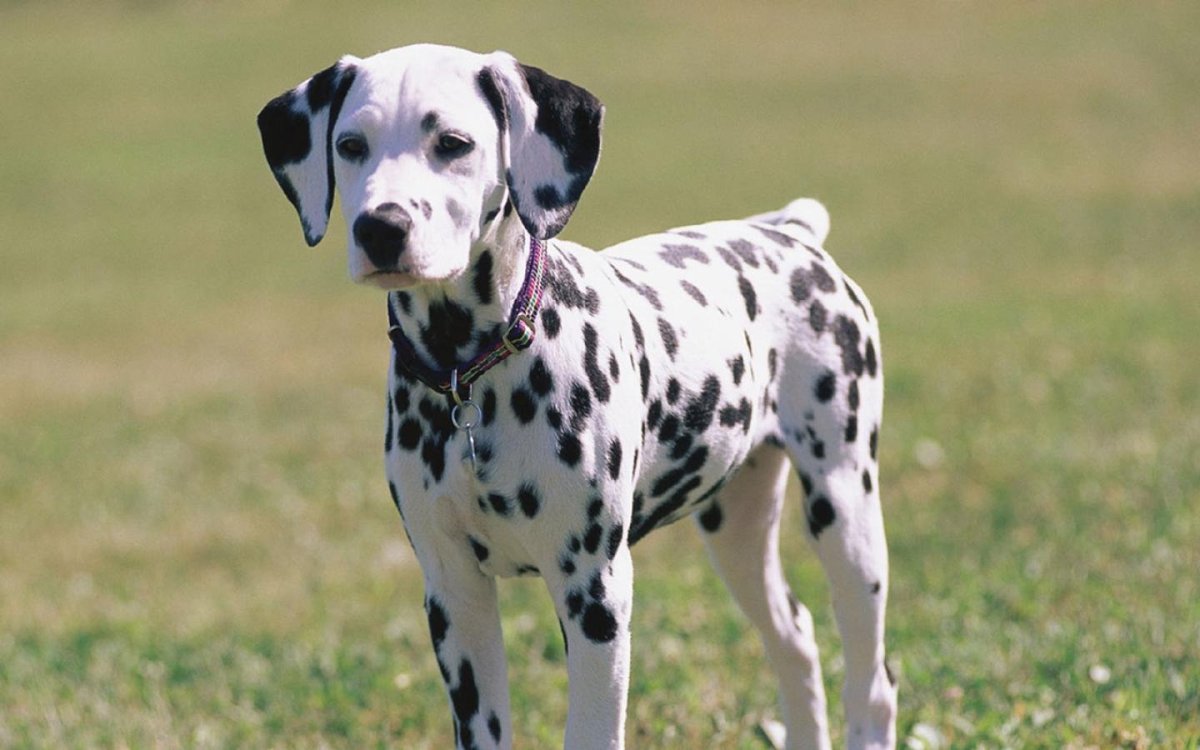 101 Далматинец породы