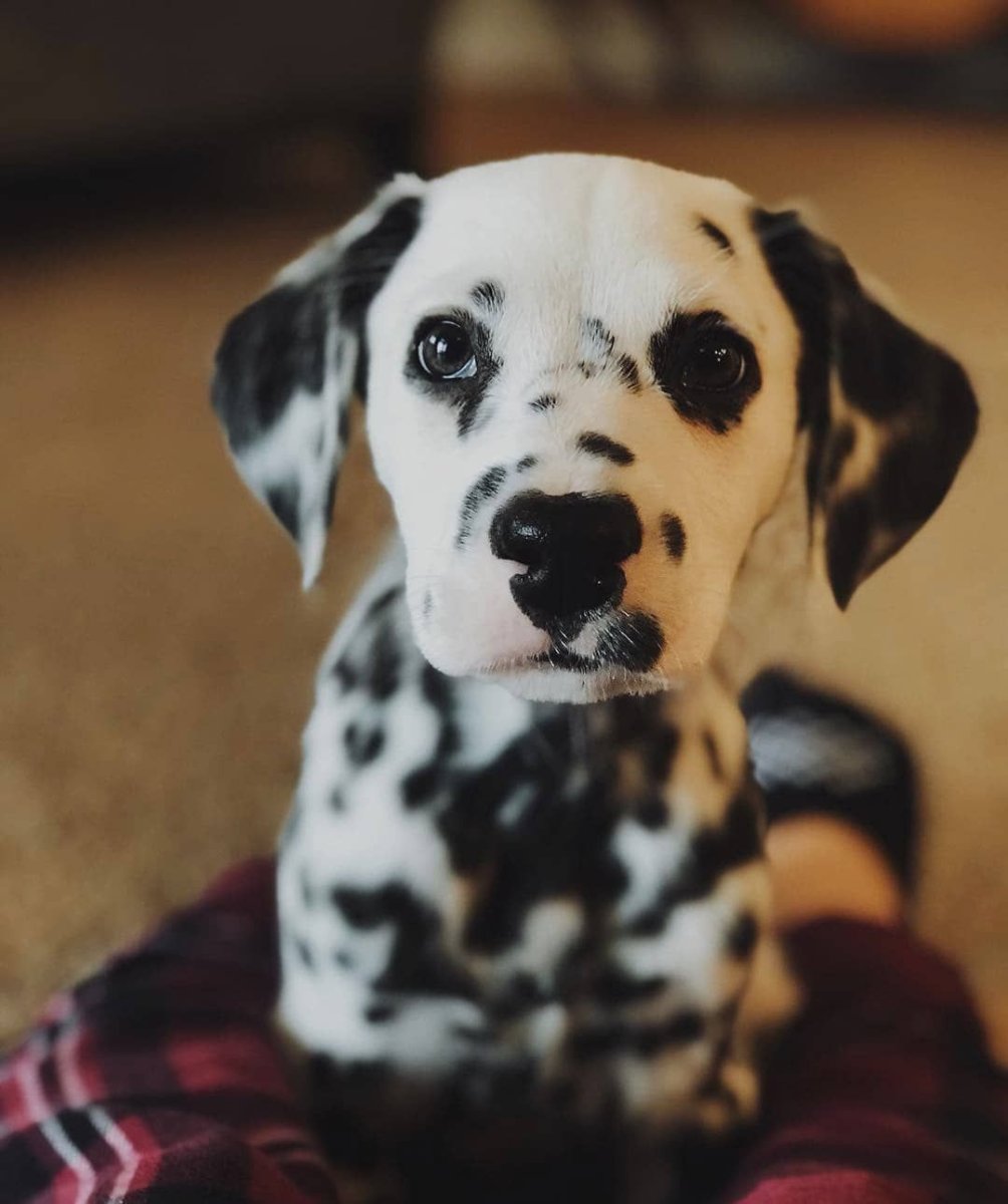 Карликовый далматинец