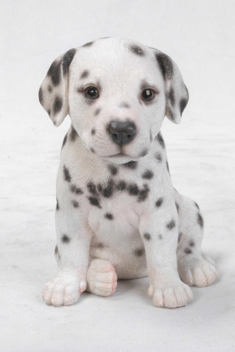 Далматинец терьер щенок