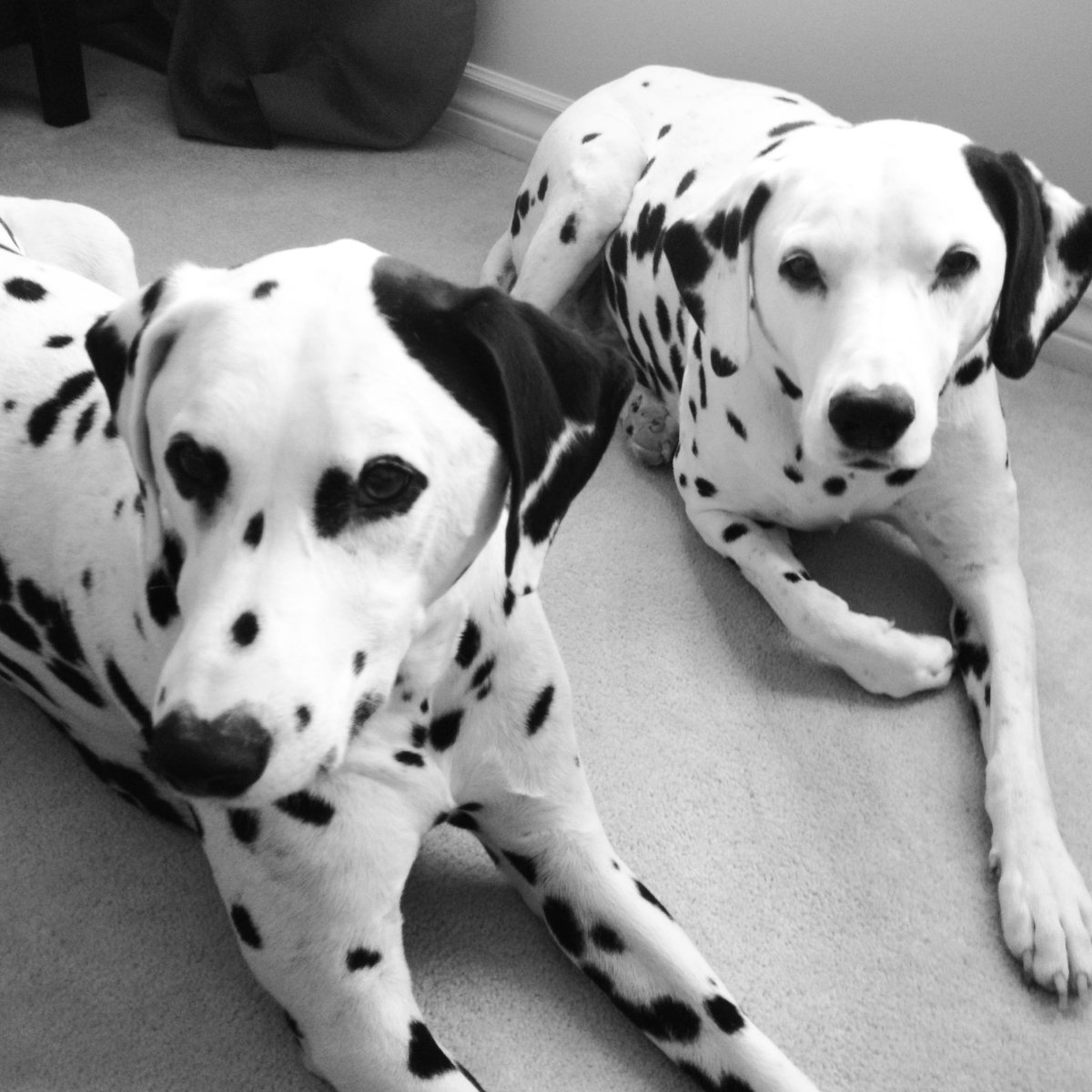 Два далматинца Эстетика