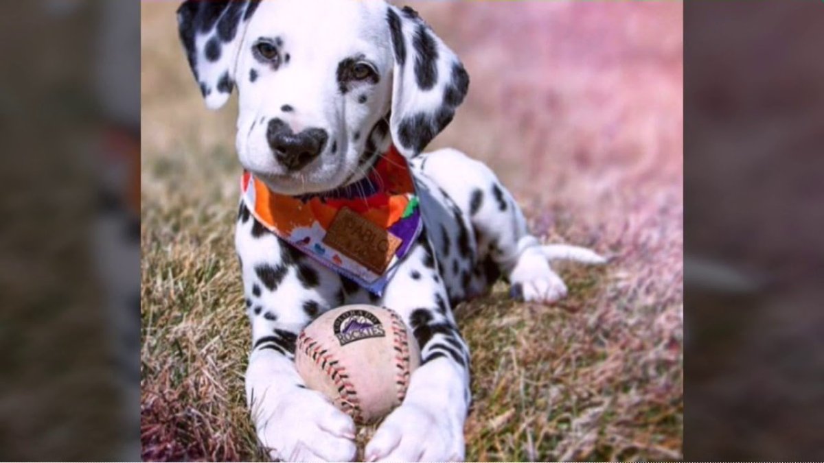 Одежда для далматина